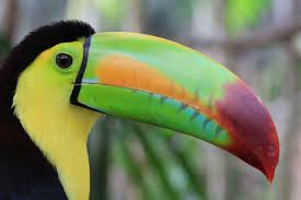Pic of Toucan